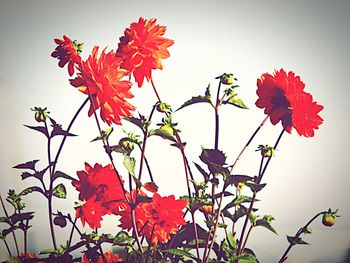 Low angle view of red flowers