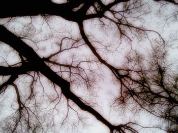 Low angle view of bare trees