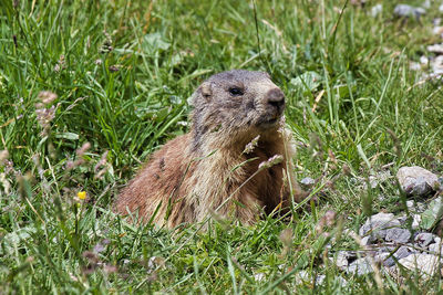 View of crab on grass in field