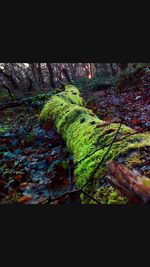 Close-up of lizard on tree
