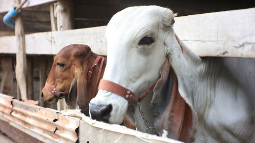 Close-up of a horse in ranch