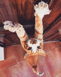 High angle view of cat on floor