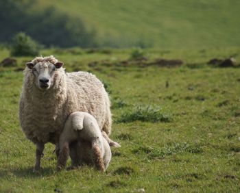 Portrait of sheep on field