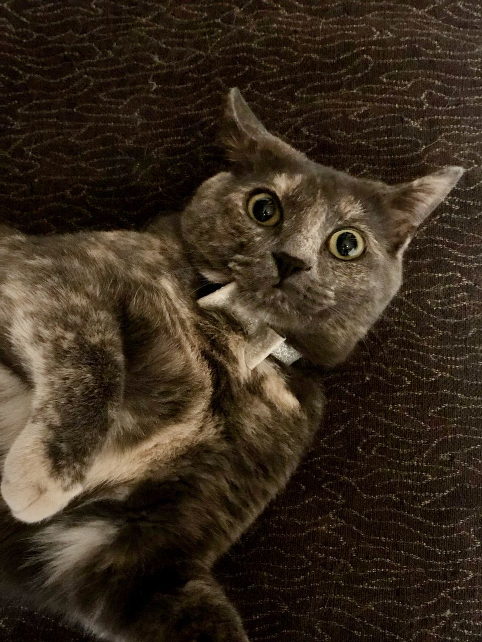 HIGH ANGLE VIEW OF CAT ON FLOOR