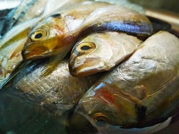Close-up of fish for sale in market