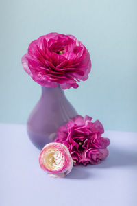 Close-up of pink rose against white background