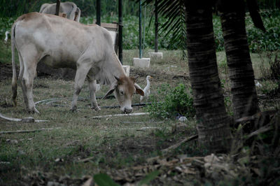 Cow standing in a field