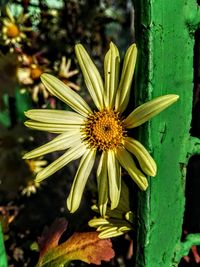 Close-up of flower blooming outdoors