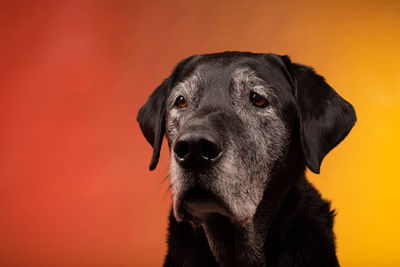 Close-up portrait of a dog against orange background