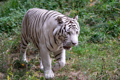 Tiger in a field