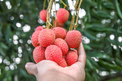 Close-up of hand holding strawberries