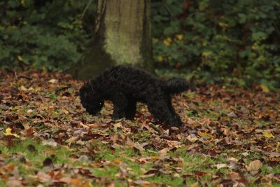 Dog on autumn leaves