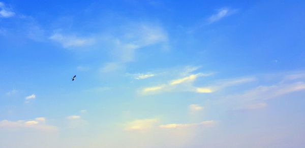 Low angle view of bird flying in sky