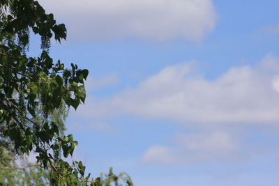 Low angle view of trees against sky