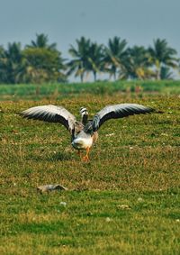 Bird flying in a field