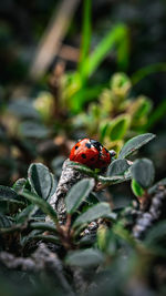 ladybug