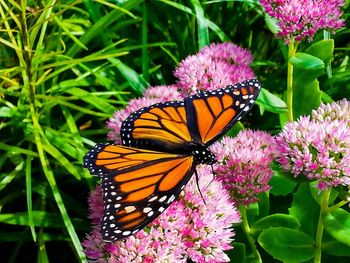 Close-up of butterfly on pink flower