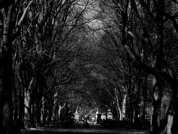 Bare trees in forest