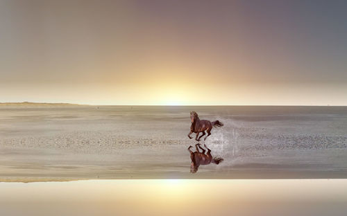 Horse running at beach during sunset