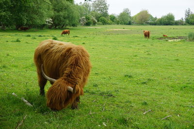 Sheep grazing in a field