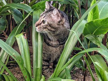 View of a cat