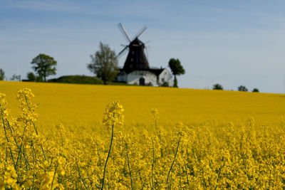 Landscape with yellow flowers in field