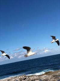 Seagulls flying over sea against sky