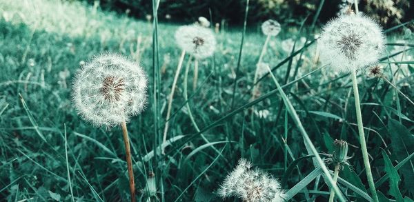 Close-up of dandelion on field