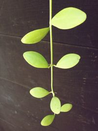 Close-up of leaves