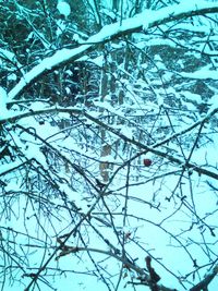 Low angle view of snow on tree against sky