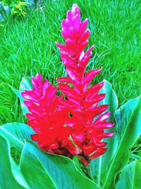 Close-up of red flowers blooming in field