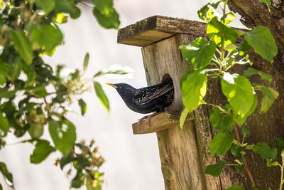 A beautiful starling in the spring getting ready for a nesting season. wild bird in a tree.