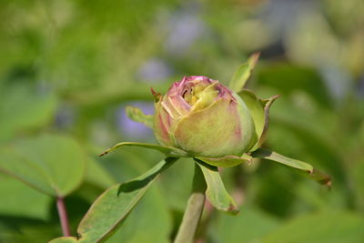 Close-up of insect on plant