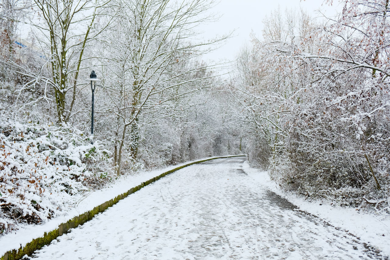 ROAD AMIDST SNOW COVERED TREES