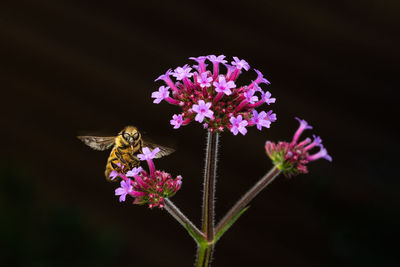 Close-up of butterfly pollinating on purple flower