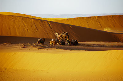 View of a horse cart in desert