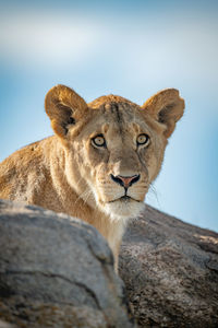 Lioness head and shoulders poke over rocks