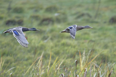 Bird flying on field