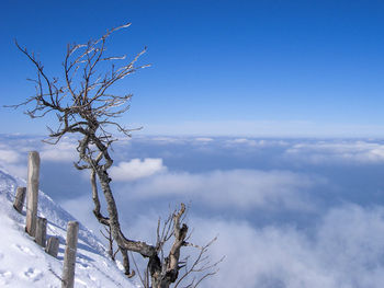 Low angle view of bare trees against blue sky