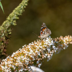 Close-up of butterfly pollinating on flower