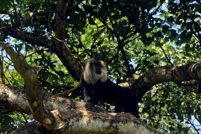 Low angle view of monkey sitting on tree in forest