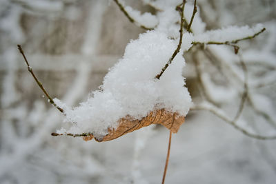 Close-up of frozen plant on snow covered tree