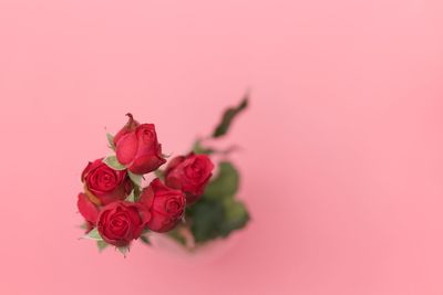 Close-up of pink roses against red background