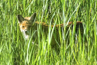 Red fox, vulpes vulpes, standing in the long grass in the evening