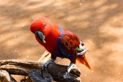 Close-up of parrot perching on wood