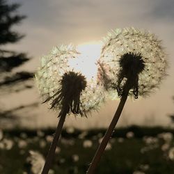 Close-up of dandelion against sky
