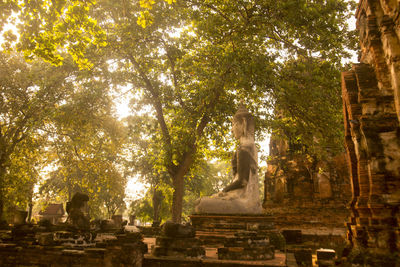 Old ruins against branches