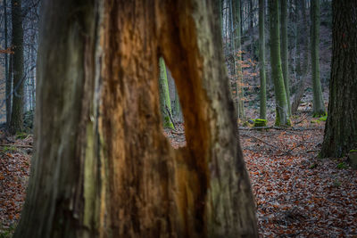 Close-up of tree trunk in forest