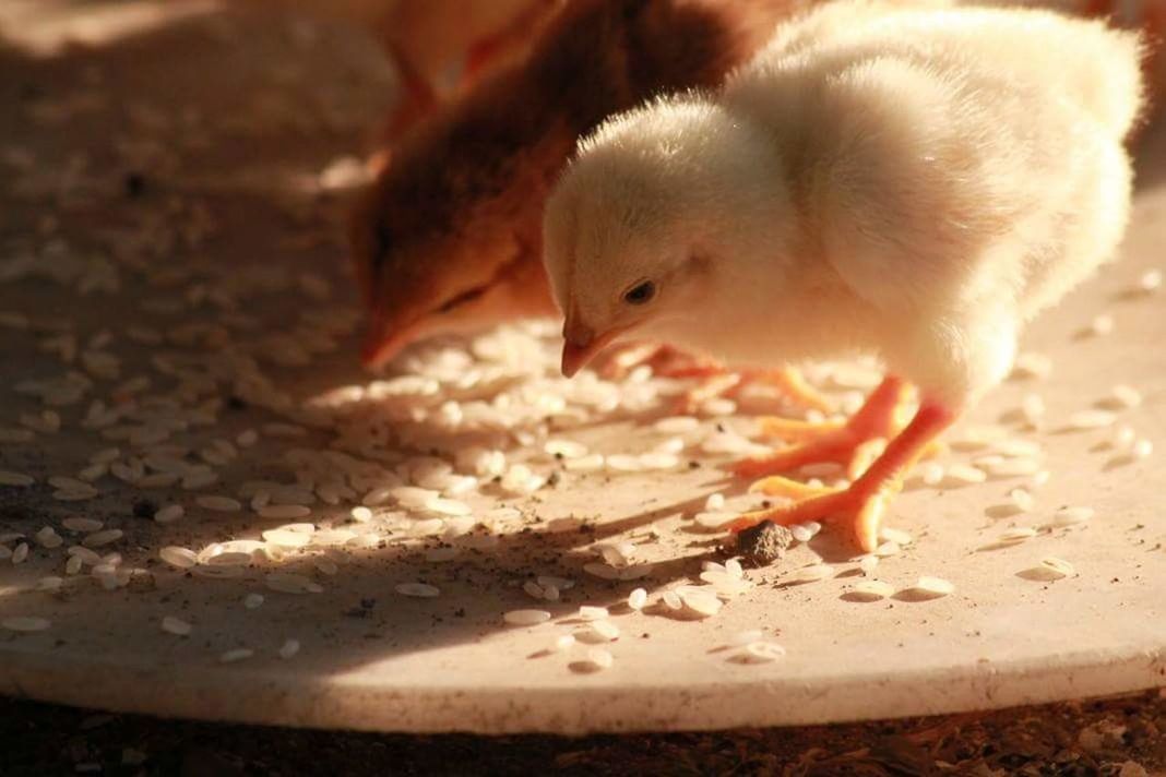 animal themes, one animal, domestic animals, wildlife, animals in the wild, young animal, close-up, bird, mammal, zoology, livestock, high angle view, two animals, vertebrate, day, chicken - bird, feeding, outdoors, white color, no people