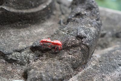 Close-up of crab on rock
